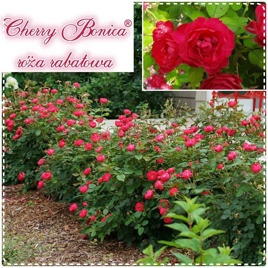 Cherry Bonica róża rabatowa